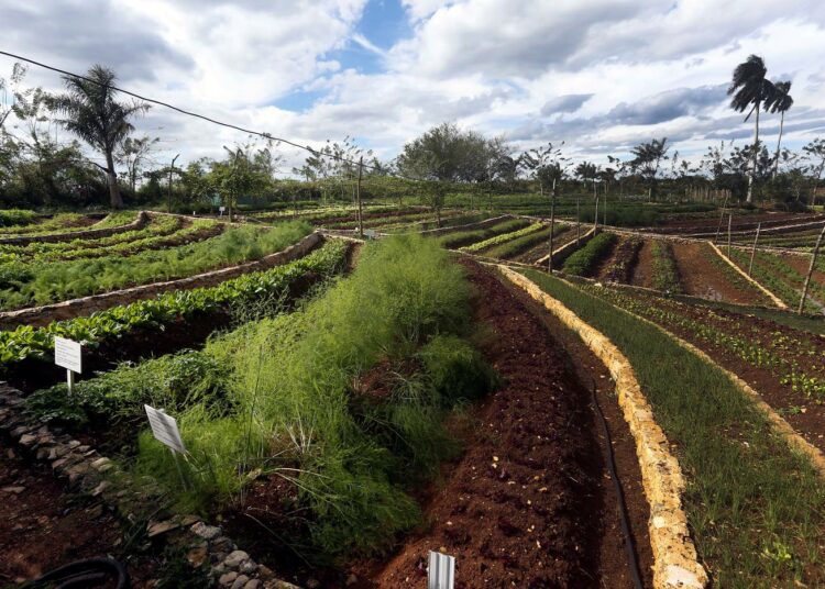 Finca Martan luomumaatilan maasto vaatii erityisesti näitä jyrkkiä rinteitä varten suunniteltuja terasseja, jotka estävät maan pinta-aineksen huuhtoutumisen sateissa. Terassit ovat välttämättömiä viljelylle.