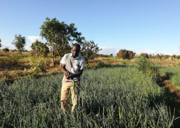 Feston Zalen kaltaiset malawilaiset nuoret ovat löytämässä töitä ja tulonlähteitä maataloudesta. Malawin nuorisotyöttömyys on korkea, Zalekin etsi turhaan töitä seitsemän vuotta ennen kuin päätti yrittää maanviljelijänä.