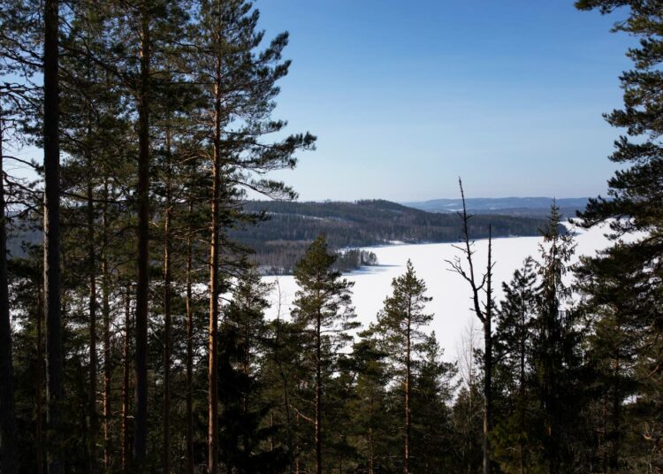 Vaarunvuoren rinteiltä avautuu maisema kohti Päijänteen Korospohjan lahtea. 1950-luvulla lahdella liikkennöi runsaasti höyrylaivoja.