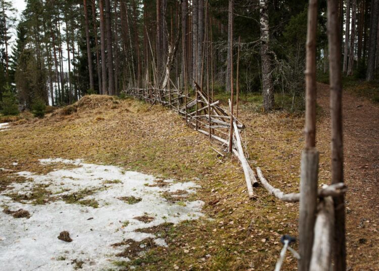 Korteniemi odottaa laiduneläinten saapumista. Maassa on vielä lunta toukokuun puolessa välissä.