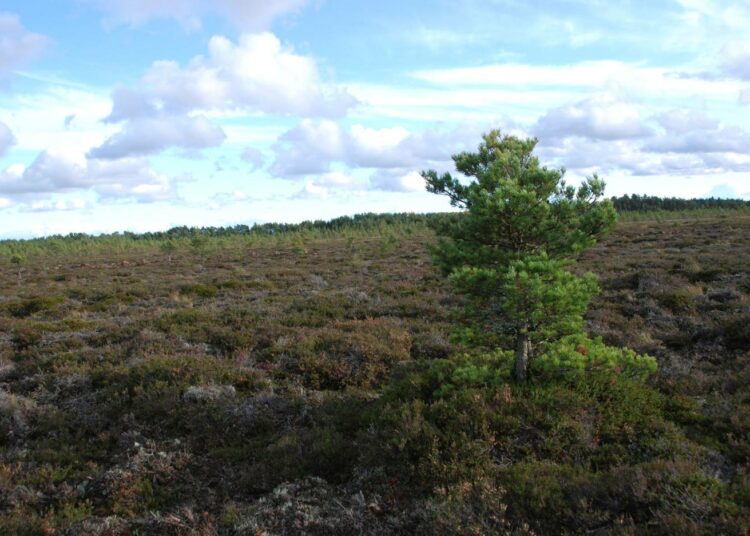 Isorahkan suoalue Laitilassa.