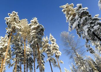 Hallitus aikoo lisätä metsäenergian käyttöä voimakkaasti lähivuosina vähentääkseen hiilidioksidipäästöjä.