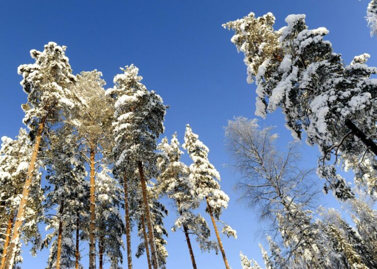 Hallitus aikoo lisätä metsäenergian käyttöä voimakkaasti lähivuosina vähentääkseen hiilidioksidipäästöjä.