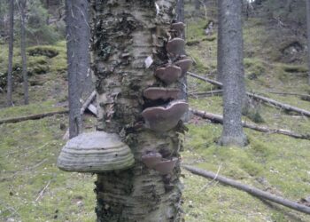 Biotalouden korkean arvonlisän tuotteet voivat liittyä luontoelämyksiin.