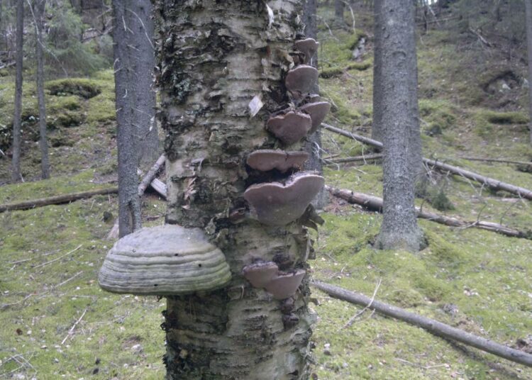 Biotalouden korkean arvonlisän tuotteet voivat liittyä luontoelämyksiin.