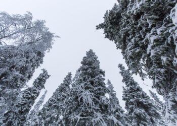 Puut jäävät metsään, jos metsätyökonealan lakko alkaa maanantaina 11.1.