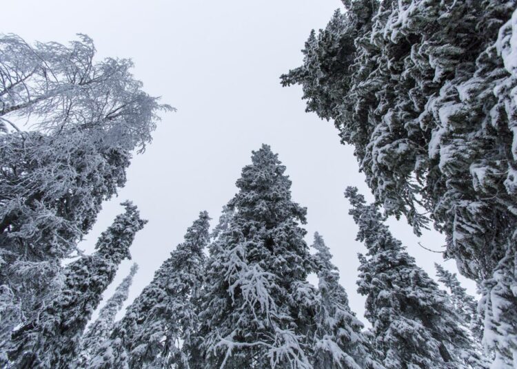 Puut jäävät metsään, jos metsätyökonealan lakko alkaa maanantaina 11.1.