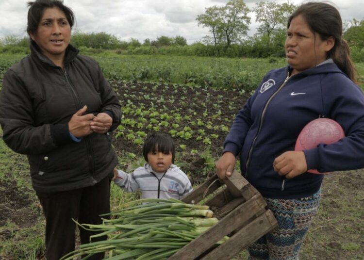 Argentiinalainen Olga Campos viljelee kälynsä Limbania Limachen kanssa kolmen hehtaarin vuokrapeltoja El Paton alueella. Jhonny on yksi Camposin viidestä lapsenlapsesta.