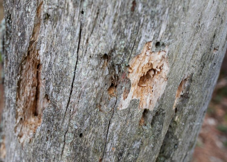 Perinnetilan pihapiirin kelopuissa elää monenlaisia hyönteisiä. Tikka on nokkinut reikiä puun varteen etsiessään syötävää.