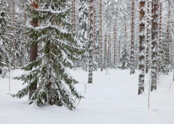 Kaatuuko Suomessa liian monta puuta?