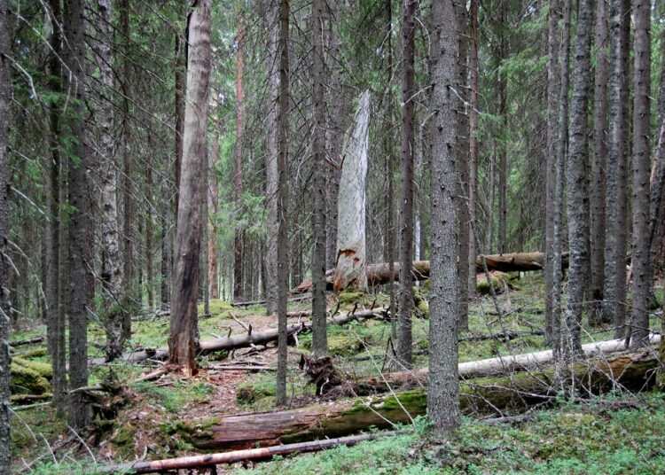 MTS:n tutkimuksen mukaan kansalaisten huoli maailman ympäristön tilasta on suurin. Kuvassa suomalaisia ikihonkia.