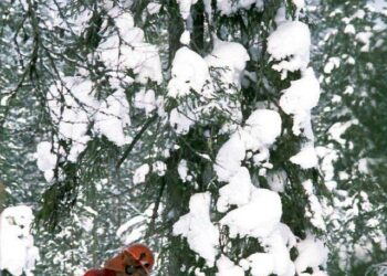 UPM Silvesta irtisanoo 65 metsuria ja neljä toimihenkilöä.