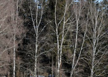 Vasemmistopiiri muistuttaa, että Kivinokka virkistys- ja kesämaja-alueena ei kuormita ympäristöä.