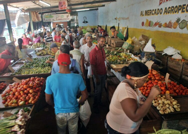 Luomutuotannon osuus ei ole suuri Kuuban maataloudessa.