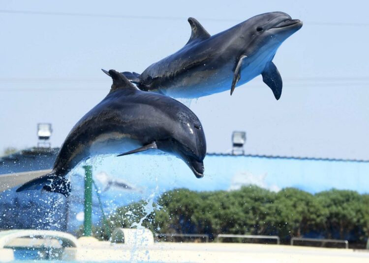 Animalian mukaan luonnonvaraisten eläinten käyttö sirkuksissa ja delfinaarioissa olisi kiellettävä. Kuvassa Attican eläinpuiston alkuperäisiä delfiinejä.
