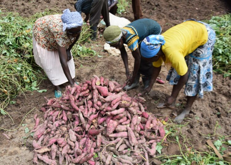 Maataloussektori on Kenian talouden selkäranka. Se tuottaa arviolta 33 prosenttia maan bruttokansantuotteesta. Naisilla on siinä keskeinen asema.