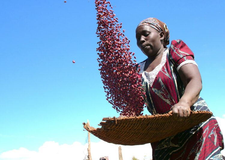 Läntisessä Keniassa asuva maanviljelijä Christine Nalienya siivilöi papuja kotinsa edustalla. Papujen kasvattajat kohtaavat lukuisia vaikeuksia, mutta pienviljelijöinä he saavat vain niukasti tukea valtiolta.
