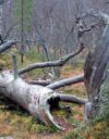 Suomen vanhat metsät hupelevat.