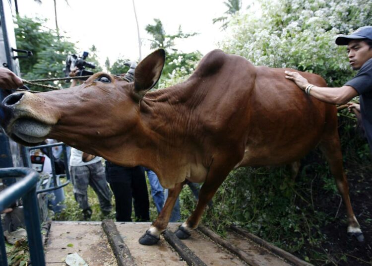 Karjaa evakuoitiin tulvien alta Filippiineillä viime viikolla.
