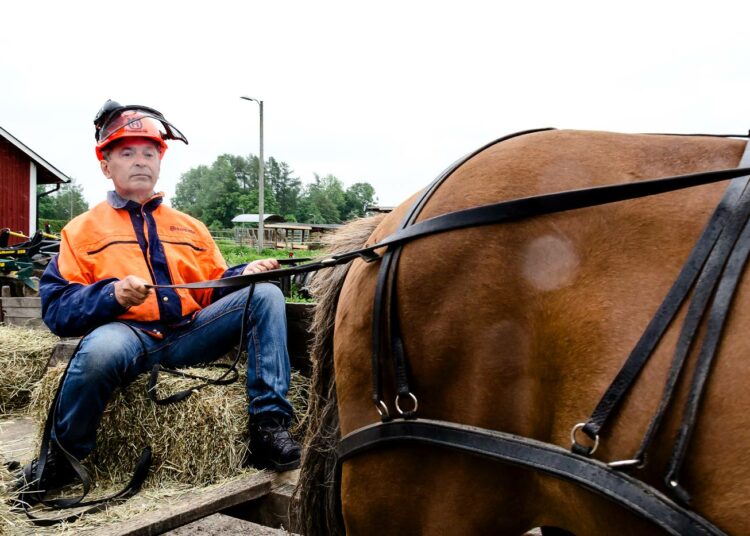 Puiden kaataminen ja niiden kuljettaminen pois hevosen kanssa on kovaa työtä. – Fyysinen työ riittää kuntosaliharjoitteluksi, Johansson kertoo.