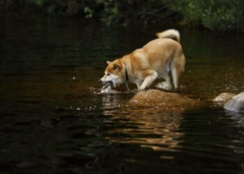 Eläinten hyvinvointilaissa linnuille ja nisäkkäille tulisi olla vettä tarjolla. Esimerkiksi rekikoirat jäisivät kuitenkin säädöksen ulkopuolelle. Kuvassa janoinen koira juo vettä suoraan järvestä Repoveden kansallispuistossa Kouvolassa 4. heinäkuuta 2018.