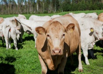 Rehun sekaan joutuneet metalliroskat voivat koitua lehmän kohtaloksi. Maa- ja kotitalousnaisten keskuksen Roskareippailu-kampanja kannustaa kansalaisia keräämään tienpiennarten roskat pois.