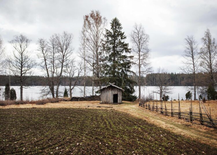 Perinnetilalla Liesjärven rannalla sijaitsee myös savusauna. Sen edessä oleva ruispelto on lähtenyt kasvuun.