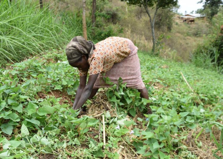 Maataloussektori työllistää vähintään 40 prosenttia Kenian väestöstä, maaseudulla sen osuus on 70 prosenttia.