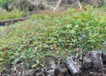 Aseellisten ryhmien vuonna 2021 käynnistyneet yhteenotot ajoivat sadattuhannet ihmiset maansisäisiksi pakolaisiksi. Nyt gomalaisnuoret istuttavat puita tyhjenneiden pakolaisleirien paikalle.