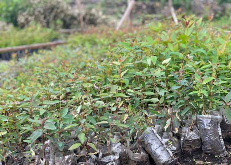 Aseellisten ryhmien vuonna 2021 käynnistyneet yhteenotot ajoivat sadattuhannet ihmiset maansisäisiksi pakolaisiksi. Nyt gomalaisnuoret istuttavat puita tyhjenneiden pakolaisleirien paikalle.