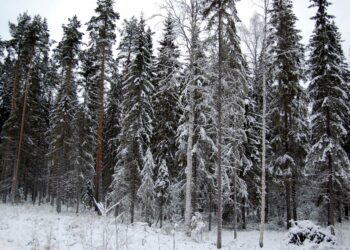Petolinnut pesivät tukevissa puissa, jotka sijaitsevat useimmiten hakkuuikäisissä metsissä.