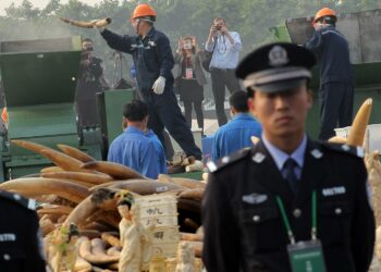 Kiinan viranomaiset tuhosivat kuusi tonnia norsunluuta vajaat kolme viikkoa sitten Dongguanissa.