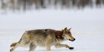 Susikiista on hyvin perinteinen kaupunki vastaan maaseutu -konflikti.