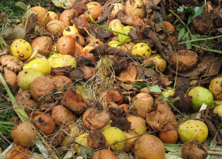 Suuri osa Botswanan marulasadosta päätyy jätteeksi. Alihyödynnetystä hedelmästä kuitenkin saisi niin ruokaa kuin ihonhoitotuotteitakin.
