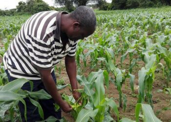 Ilmastonmuutos on muiden ongelmien ohella kasvattanut tuholaisten vaaraa Sambian viljelysmailla. Surrender Hamufuba tarkastaa maissipeltoaan.