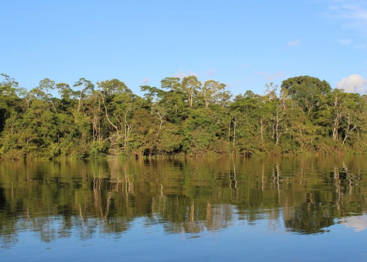 Yli puolet Kolumbian pinta-alasta on Amazonin sademetsien peitossa. Rauhansopimuksen solmimisen jälkeen metsiä on alettu kaataa nopeaan tahtiin.