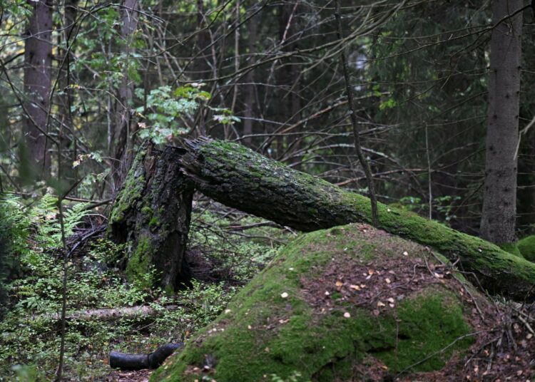 Vanhaa luonnonmetsää syyssateessa Tuusulassa viime syyskuussa. Yli 80 prosenttia EU:n luontotyypeistä on tällä hetkellä huonossa kunnossa.