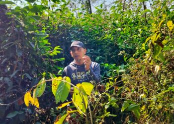 Maanviljelijä Samir Bordoloi esittelee teenuppua puutarhassaan. Hän kasvattaa maatilallaan muun muassa kurkumaa, jakkihedelmää, papaijaa ja chiliä. Bordoloi sanoo itseään myötätuntoiseksi maanviljelijäksi, joka ei usko maanmuokkaukseen, tuholaismyrkkyihin eikä kemiallisiin lannoitteisiin.