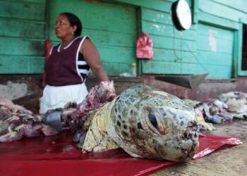 Miskitointiaani myymässä kilpikonnan lihaa Puerto Cabezasissa Nicaraguan Karibianmeren puoleisella rannikolla. Nicaragua kuuluu Suomen kehitysyhteistyön pitkäaikaisiin yhteistyömaihin.