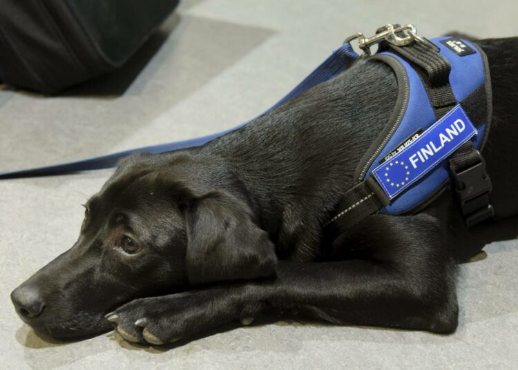 Tullissa työskentelee myös koiria. Labradorinnoutajan pentu Heila on Tullin ensimmäinen aseiden ja räjähdeaineiden etsintään erikoistunut koira.