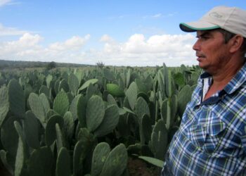 Brasilian koillisosan puolikuvalla alueella asuva José Antonio Borges ihailee kaktussatoaan, joka ruokkii lehmät ja auttaa lisäämään maidontuotantoa.