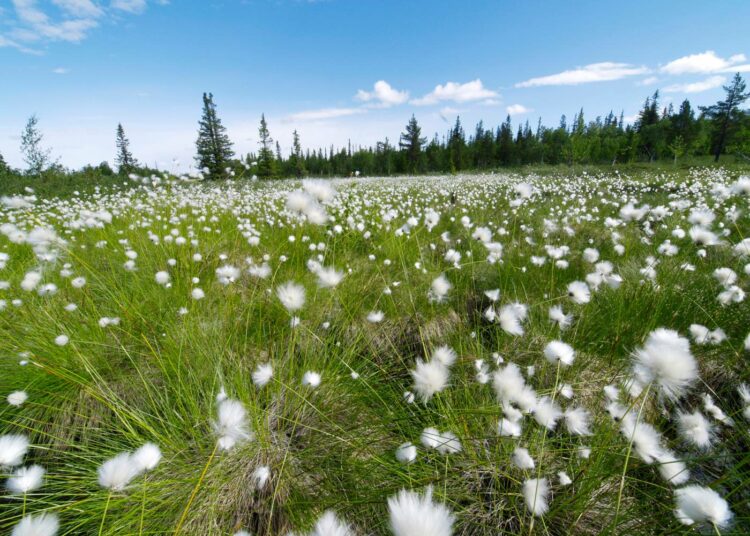 Suomen Luonnonsuojeluliitto nosti Viiankiaavan viime vuonna yhdeksi Suomen itsenäisyyden juhlavuoden sadasta luontohelmikohteesta. Alueelle suunnitellaan massiivista kaivostoimintaa.