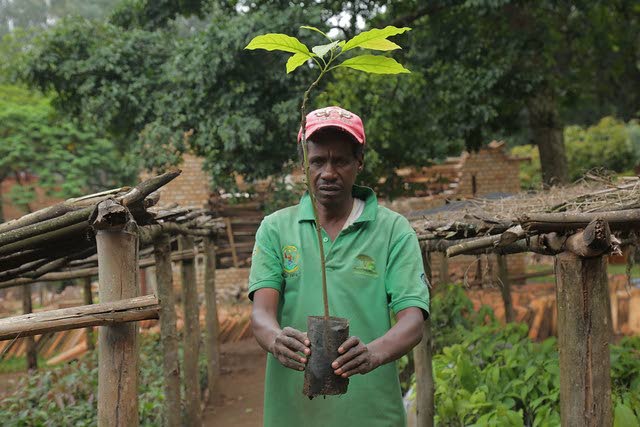 Emmanuel Nsabimana on töissä Ruandan kansallisessa puunsiemenkeskuksessa.