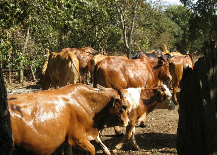 Kolme neljännestä maailman typpilannoitteista käytetään karjanrehun tuotantoon.