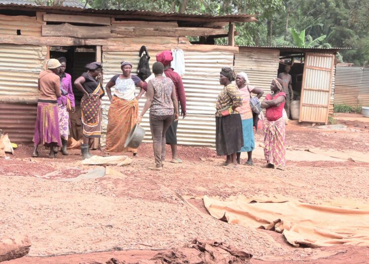 Naiskaivajat kokoontuvat kullan käsittelypaikalla. Vuonna 2026 Länsi-Keniassa on useita hankkeeseen liittyviä käyttöpaikkoja käyttöönottovaiheessa. Niiden täysi toiminta edellyttää kuitenkin vielä infrastruktuurin, kuten veden ja sähkön, varmistamista.