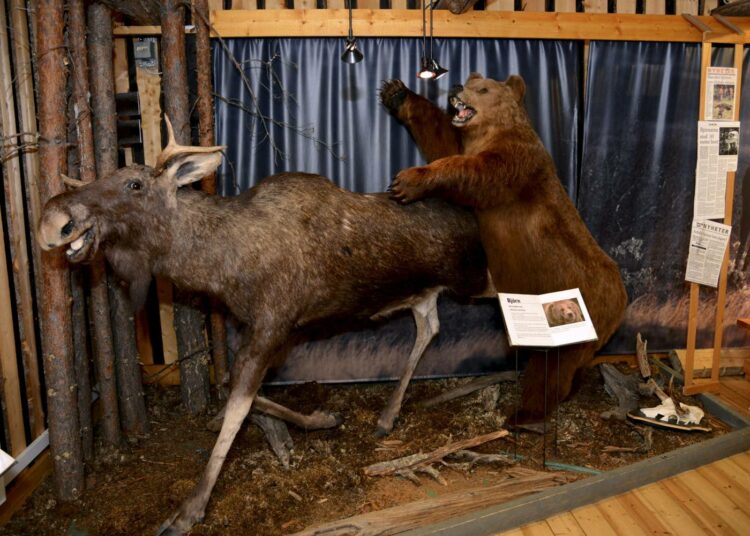 Kirjoittaja pohtii vaikuttivatko Suomessa ensin hirvenpalvojat ja vasta myöhemmin karhunpalvojat? Kuva Älgens Hus -hirvitilan museosta Ruotsista.