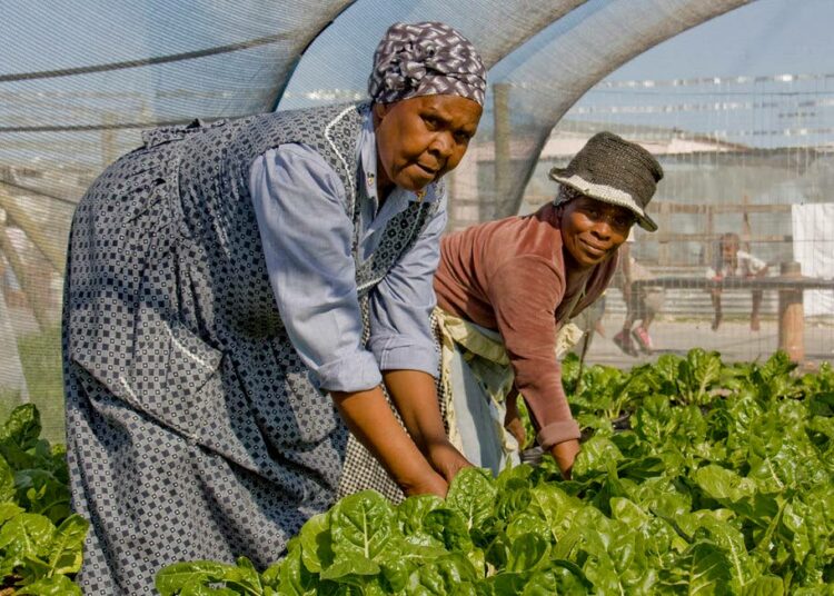 Barilla-säätiön tuore raportti sisältää suosituksia afrikkalaisen maatalouden kehittämiseksi. Kuva Etelä-Afrikasta.