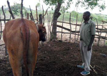 Sambialainen maanviljelijä Lameck Sibukale iloitsee kylään perustetusta säästöryhmästä, jonka ansiosta hän onnistui hankkimaan viime vuonna menettämänsä härän tilalle uuden.