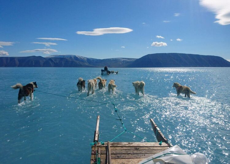Vetokoirat kahlaavat vedessä Grönlannissa. Jää ja lumi sulavat nyt kiihtyvää tahtia ja merien pinta nousee.