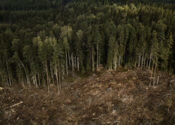 Avohakkuualue Liesjärvellä Forssassa.